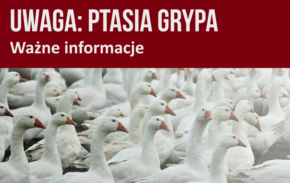 zdjęcie: Uwaga ptasia grypa.